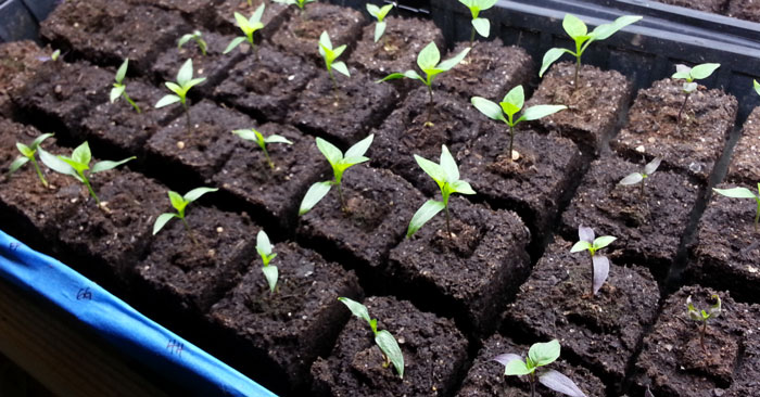 پرورش گیاه در گلدان های تجزیه پذیر و بلوک خاکی